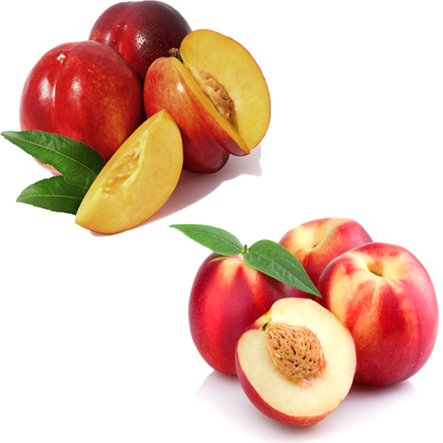 Nectarina