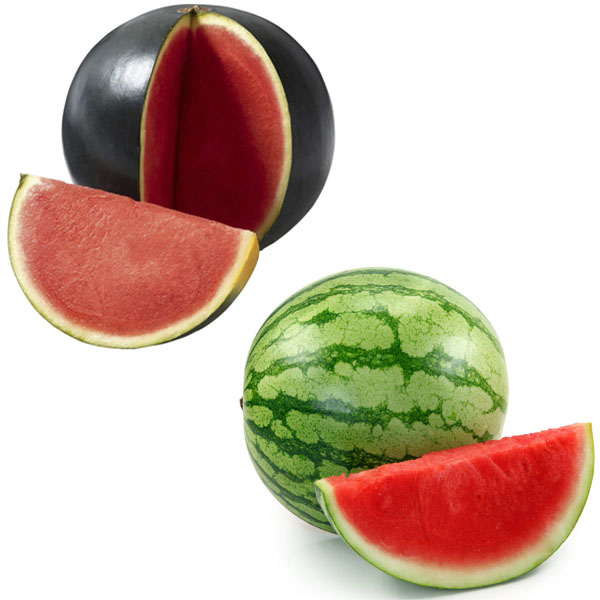 Sandia